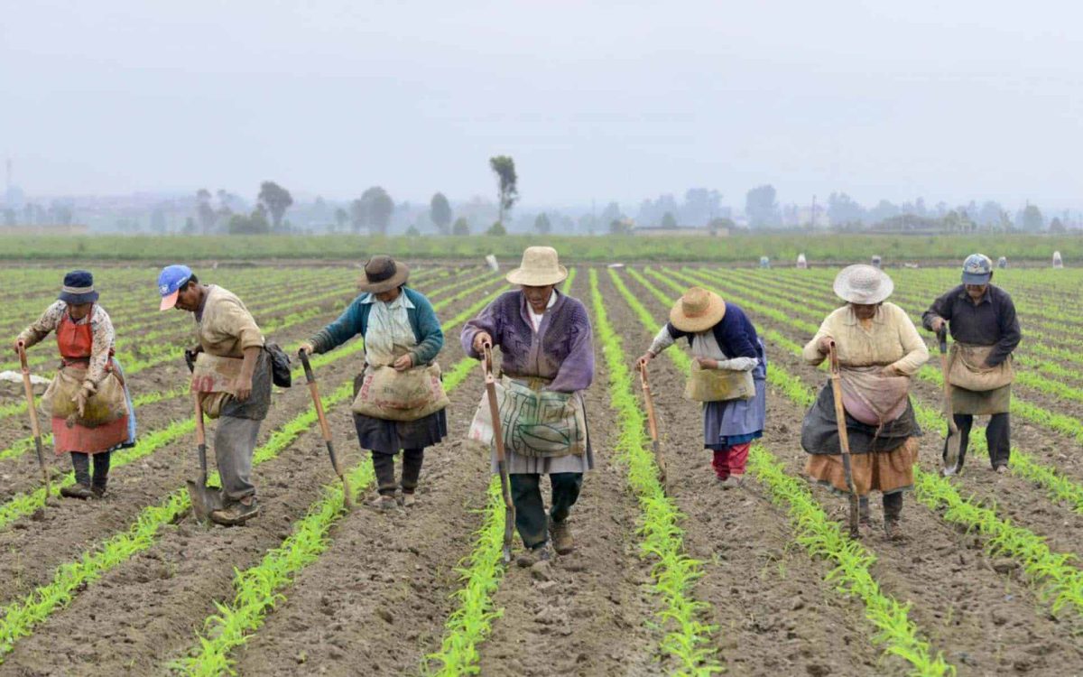 Cosechadores trabajando en un campo con hileras de maíz al fondo, en un día nublado.