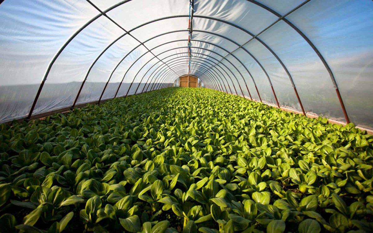 Invernadero con hortalizas saludables, mostrando un extenso cultivo de hojas verdes bajo una estructura plástica.