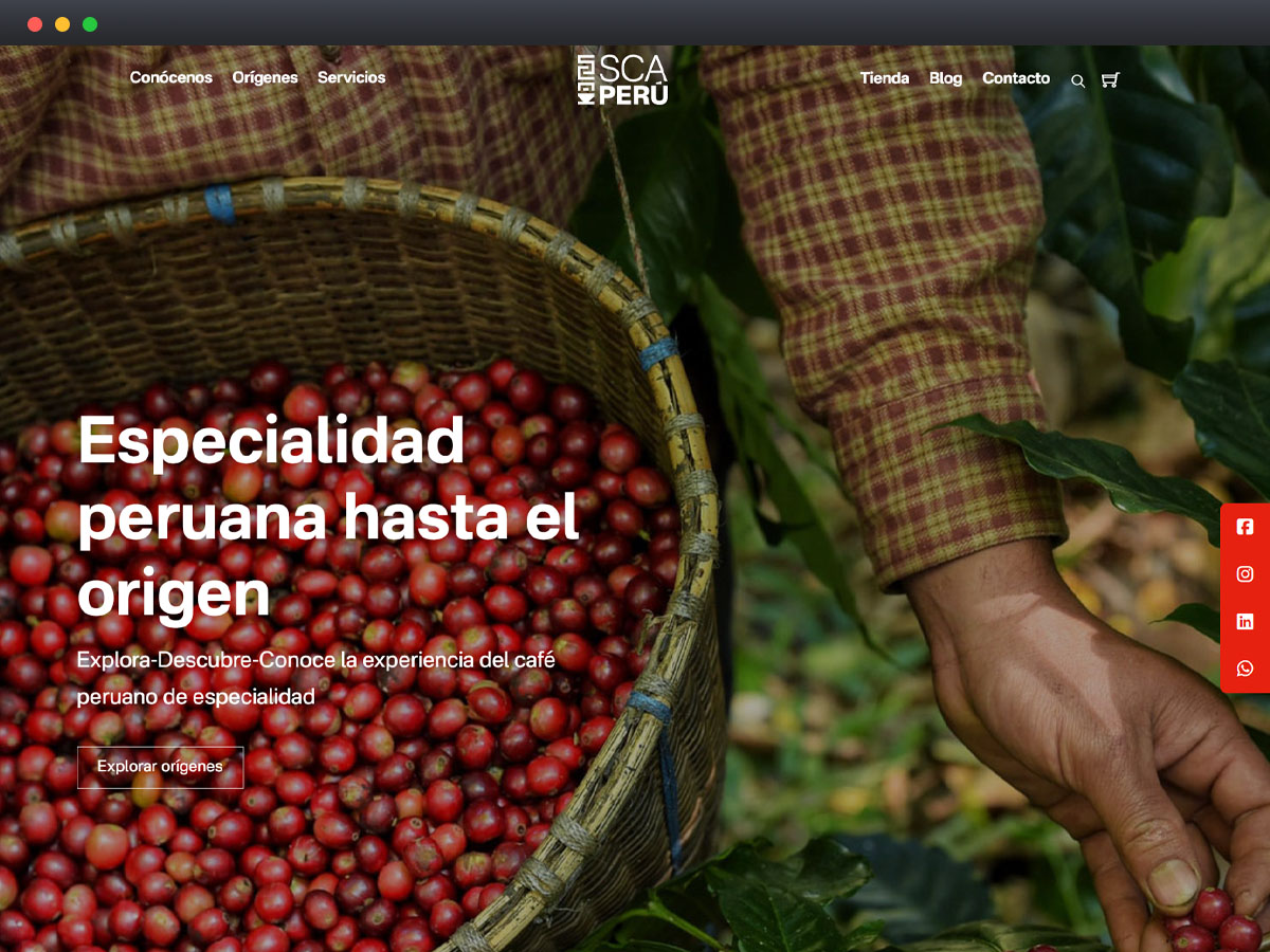 Cosecha de café peruano, granos rojos en una cesta, especialidad de origen auténtico.